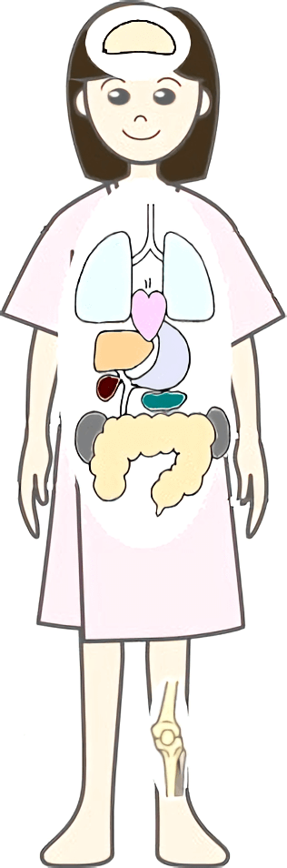 臓器や骨などのイラスト